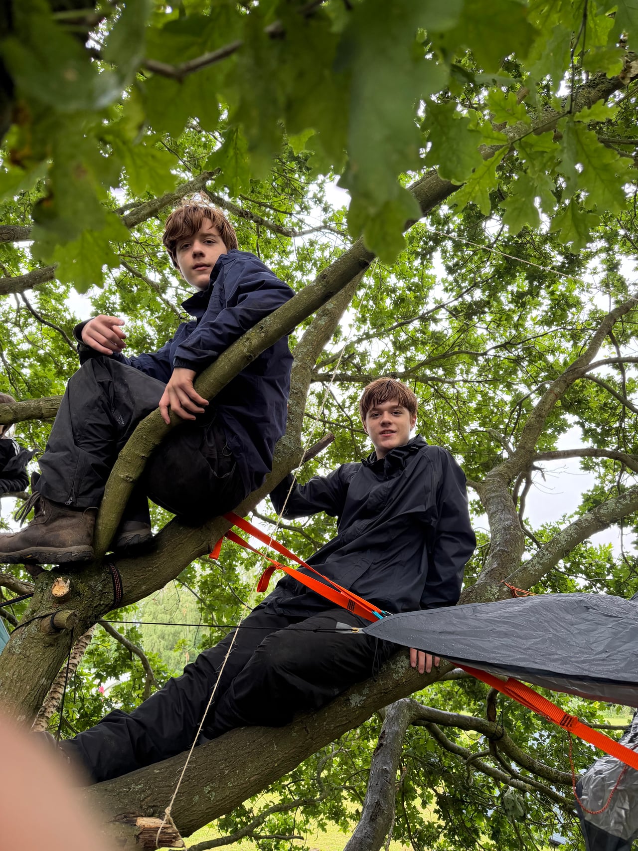 Scouts perched among the branches of a tree at camp